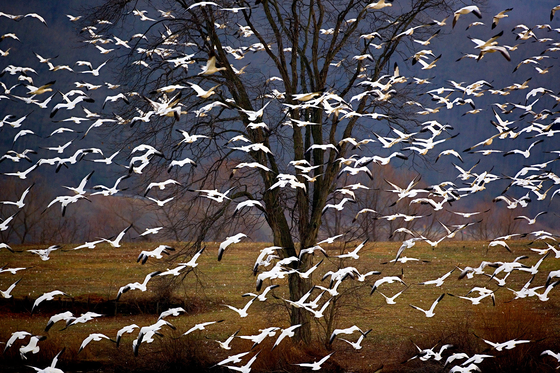 SnowGeese